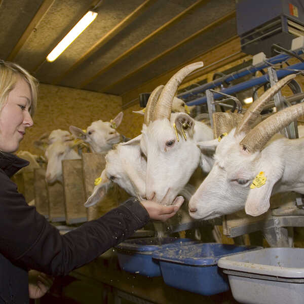 landwirtschaftlicher_facharbeiter_7