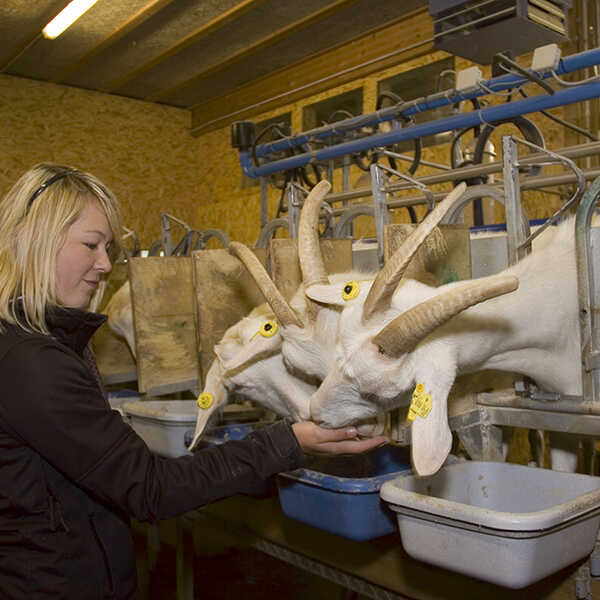 landwirtschaftlicher_facharbeiter_9