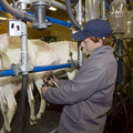 Landwirtschaft_16