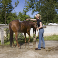 PferdewirtschaftsfacharbeiterIn_17