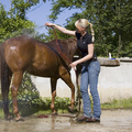 PferdewirtschaftsfacharbeiterIn_18