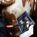 Auf dem Bild ist ein Tierarzt zu sehen, der mit einem Tablet und Schutzhandschuhen ein Rind untersucht.