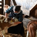 Die Tierärztin auf dem Bild führt tierärztliche Untersuchungen an einem Kalb in einem Stall durch.