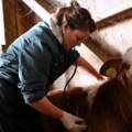 Eine Tierärztin untersucht ein Kalb mit einem Stethoskop.